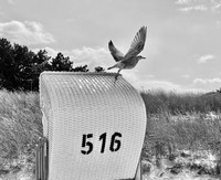 IMG_0993